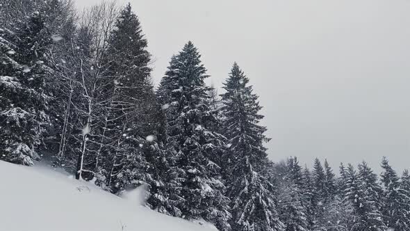 Slow Motion Snowing Snow Winter Forest