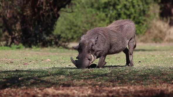 Warthog kneels down while grazing in field