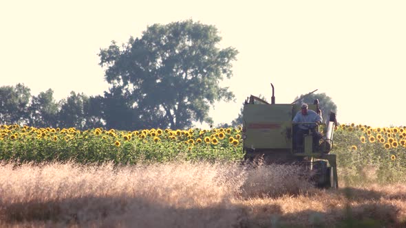 Combine on Sunflower Field.