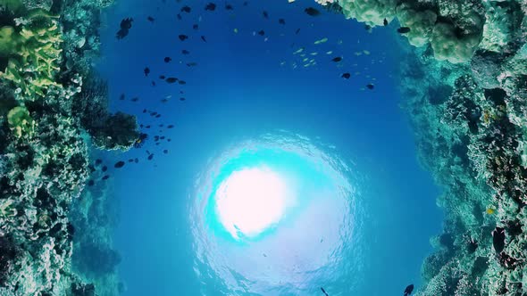 Coral Reef with Fish Underwater. Bohol, Philippines.