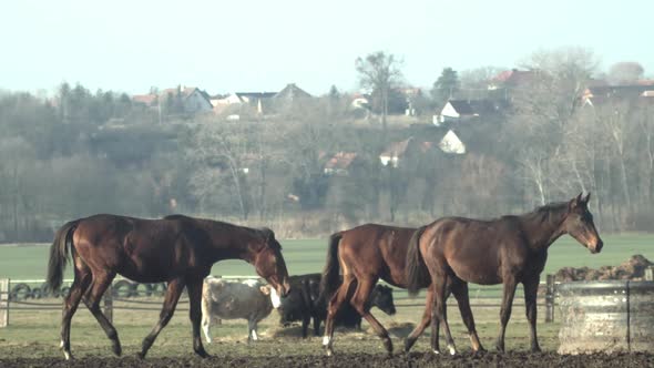 Three brown horses follow each other to water trough, tracking, slow mo