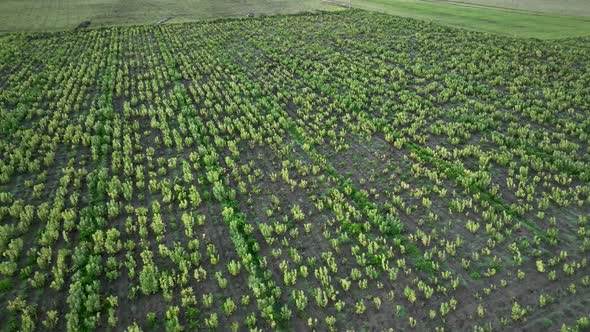 Farm Fields Background Texture Green 4 K Aerial View