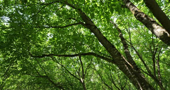 Common walnut trees, Dordogne, France