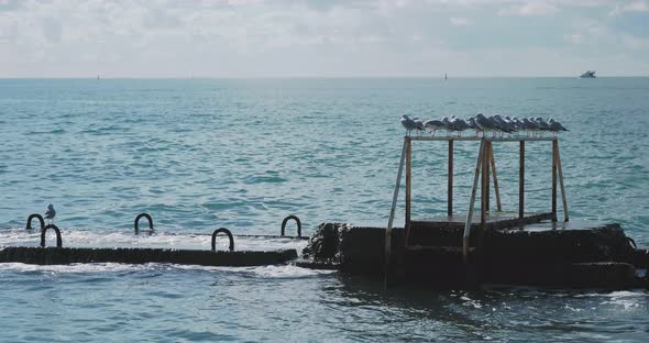 Seagulls Sit on Rusty Railings. Tranquil Sea Surf at Daylight, Sochi, Russia.