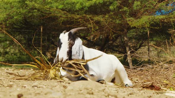 Goat Laying On The Ground While Eating And Cleaning Itself In Bonaire, Kralendijk During Sunny Day -