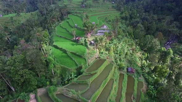 Aerial Video Above Rice Terraces