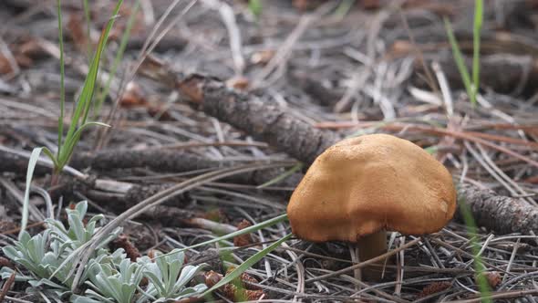 Tilting view of a surprise webcap cortinar in a pine needle-covered ground.