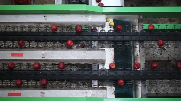 Apples on the production line.