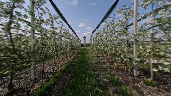 Speed Flight FPV Sports Drone Village Agriculture Landscape with Apple Tree Blossom Plantation