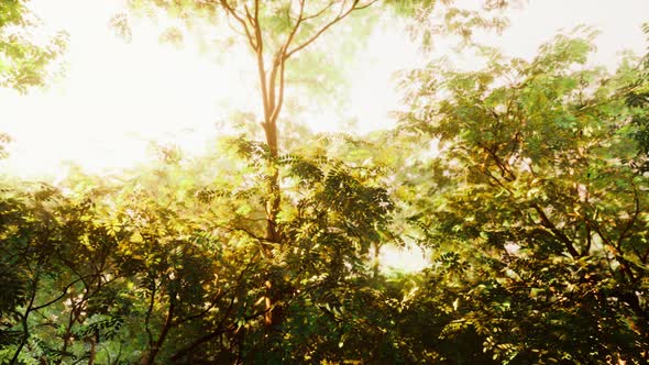 Beautiful Morning in the Forest alt