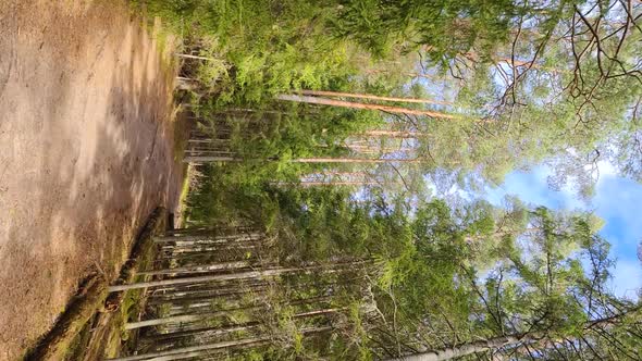 The tops of pines in the sky