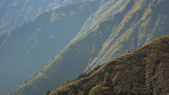 Autumn Dense Vegetation Mix Forest