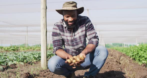 Video of happy african american man holding potatoes in greenhouse