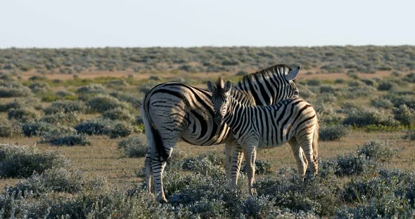 zebra in Etosha waterhole, Namibia wildlife safari