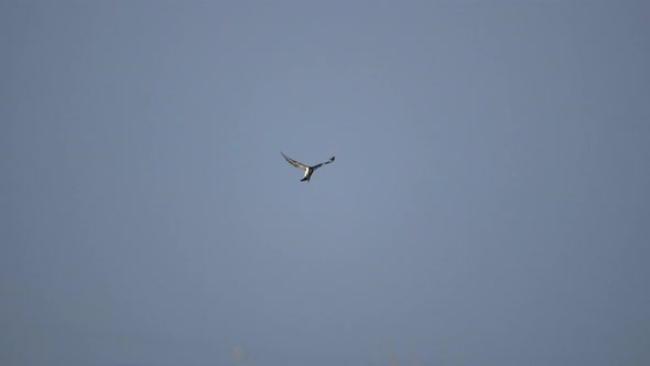 Kingfisher Standing Still in Flight Searching for Fish