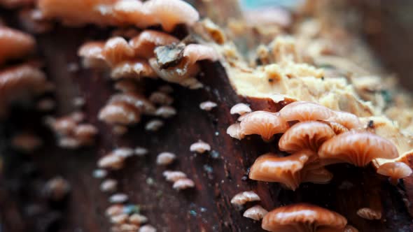 Rosy Oysterling (Scytinotus longinquus) Mushroom