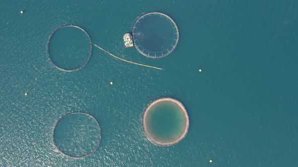 Top-down View Of Fish Farm Round Fish Cages In Westfjord, Iceland. - aerial drone