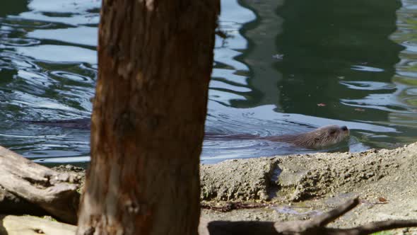 otter swims and then goes under water with epic arched back slow motion