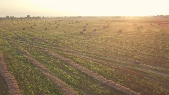 Harvesting, Flying Over The Cleared Field. Aerial shot, Combine Harvested Fields With Baling Hay.