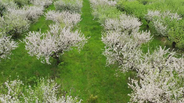 Aerial View of Flowering Apples Orchards