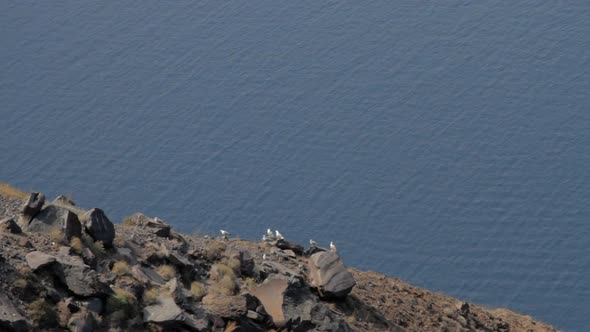 Seagulls flying, taking off and landing from a steep cliff, overlooking the aegean sea and the Santo