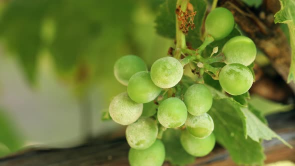 Powdery Mildew On Fruits And Leaves Of Grape