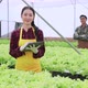 asian male and female farmer checking quality of greenhouse hydroponic farm - VideoHive Item for Sale