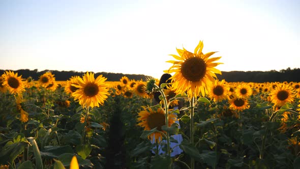 Young Girl Strolling Through Field with Sunflowers at Sunset. Carefree Woman Walking and Enjoying