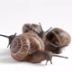 land snail on a white background, isolate - VideoHive Item for Sale