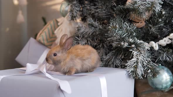 Little Rabbit Sitting on a Gift Box in Christmas