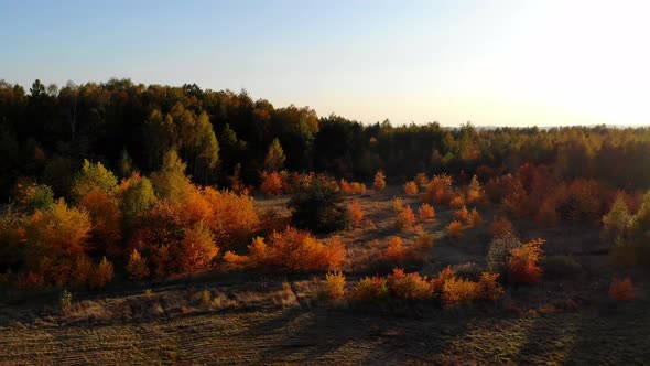 Flight over the autumn forest.