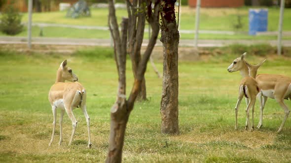 A gazelle family in the zoo