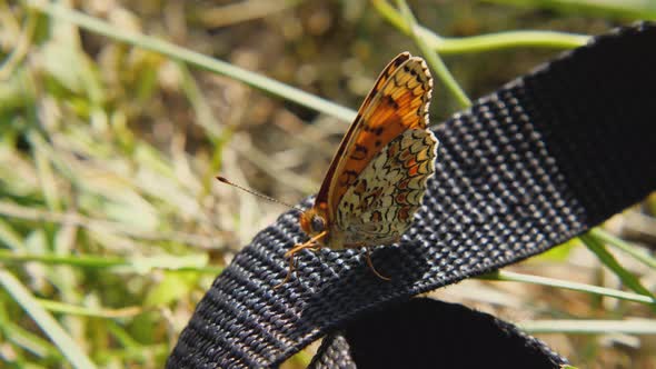 The butterfly Melitaea phoebe sits on a black strap, moves its proboscis and flaps its wings