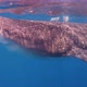 Whale Shark in México - VideoHive Item for Sale