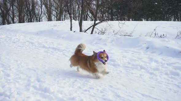 Corgi Fluffy Dog Playing With Ring Toy On A Snow 5