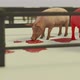 Pig Get Infected in the stall - VideoHive Item for Sale