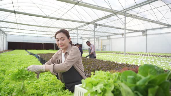 4K Asian couple gardener harvesting fresh hydroponic vegetable  in greenhouse garden.