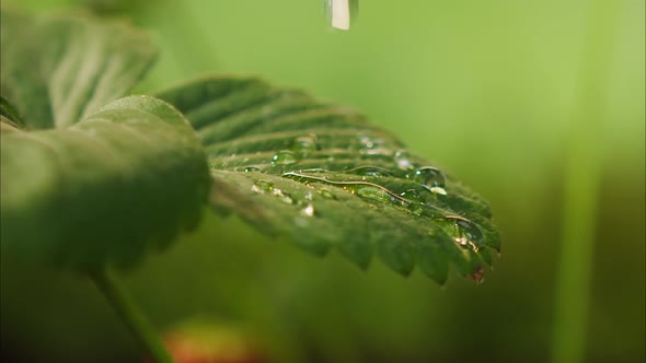 Drops of Water Falling on Strawberry Plant Leaf Closeup of Raindrop on Green Leaves