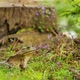 Frog Sitting on Grass From Side Against the Background of a Stump and Mint - VideoHive Item for Sale
