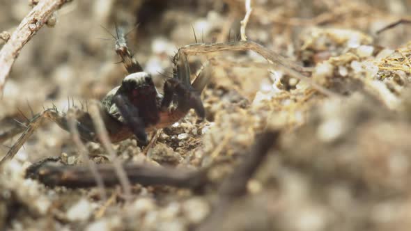 Wolf Spider Close Up