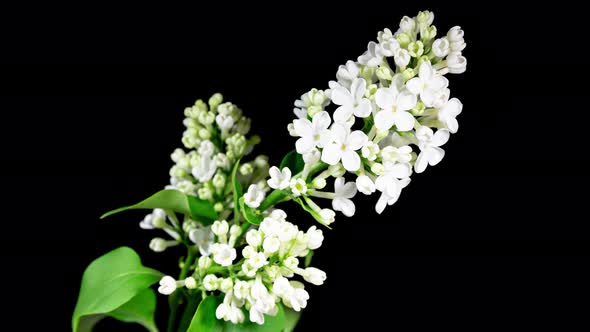 White Flowers Lilac Branch Blooming in Time Lapse on a Black Background. Beautiful Fragrant Opening 