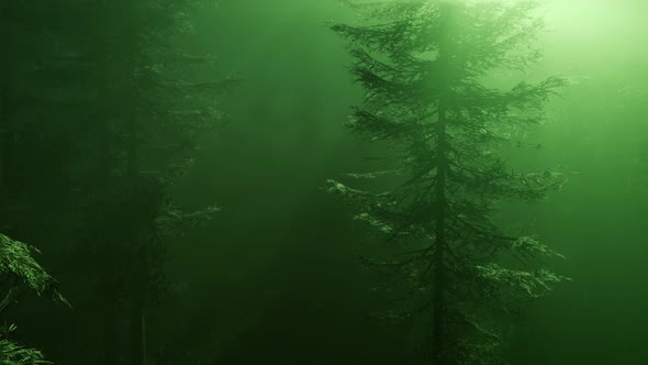 Magical Forest with Sparkles alt