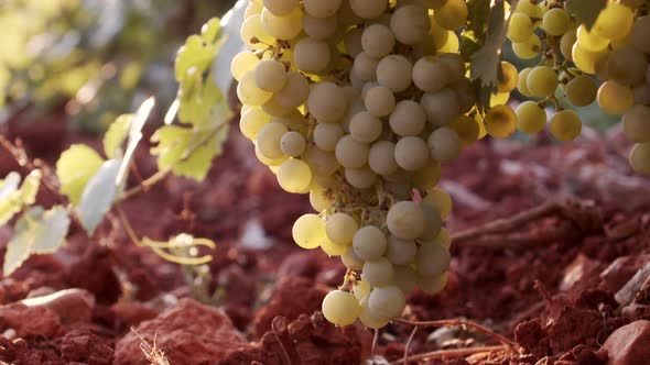 Juicy grapes hanging in green foliage in vineyard