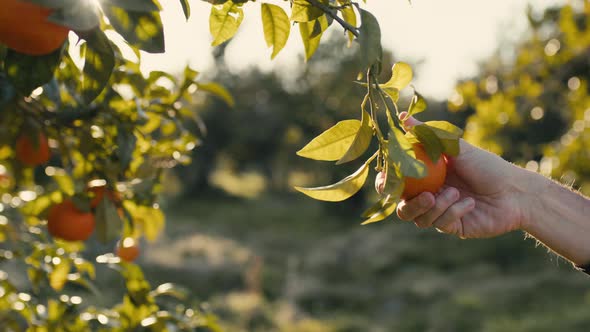 Hand Detaching Spice Hanging in the Tree in the Countryside