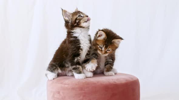 Cute Grey Kittens Playing Sitting on a Pink Pouf on a White Background