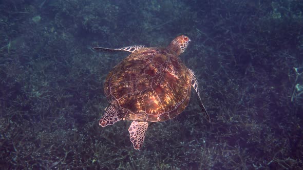 Underwater Video of Green Sea Turtle in Sun Lights Slowly Swimming on Scuba Diving or Snorkeling