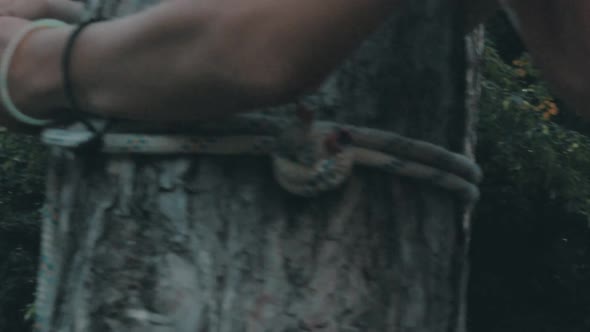 Forearms and hands of a male person tying a rope around a tree trunk