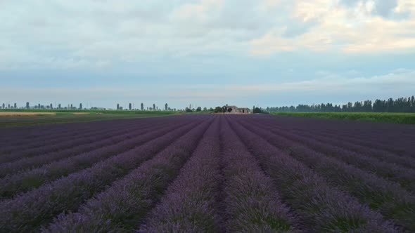 Lavender Fields aerial view