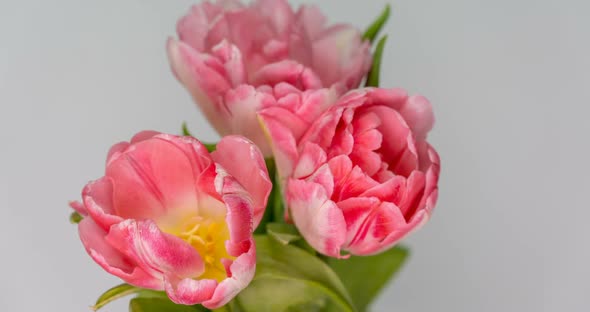 Timelapse of Pink Tulips Flower Blooming on White Background.