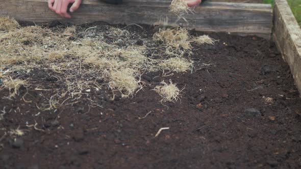 Applying hay mulch thinly over raised garden bed soil